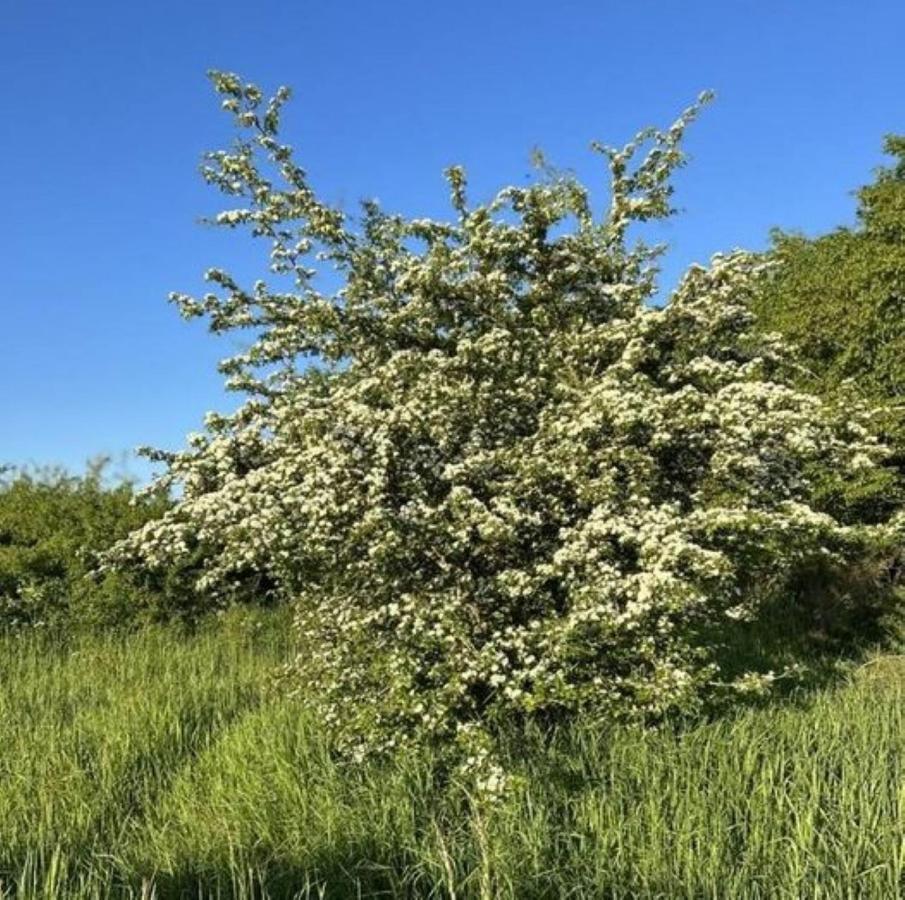 Ferienwohnung Classen Eifel شليدن المظهر الخارجي الصورة